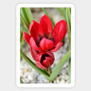 Tulipa  &#39;Lilliput&#39;  Tulip Sticker